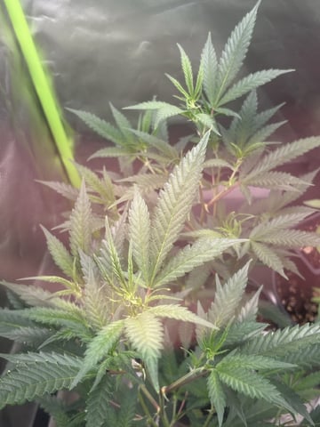 Super silver Haze, Cap Junky, Cherry Gelato, & Blue Dream