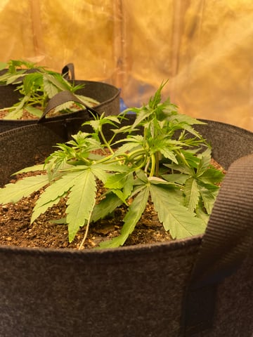 Banana Kush Auto Seed Supreme — vegetative, day 22