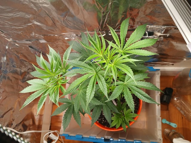 triangle kush  — vegetative, day 8