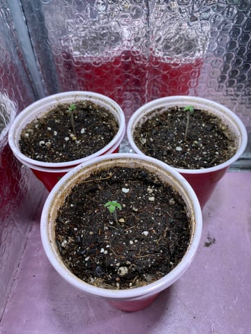 2026 Outdoor Crop