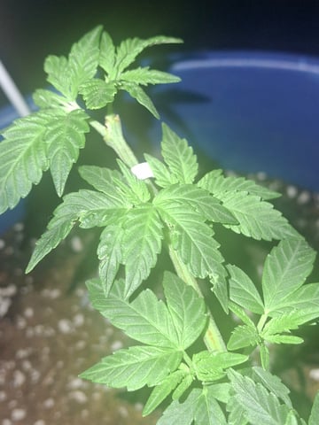 5 Random Seeds in a pot I found in my grinder. — vegetative, day 53