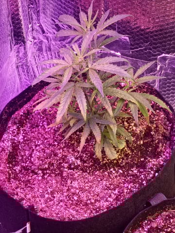 grow por vida — grow_setup, day 11