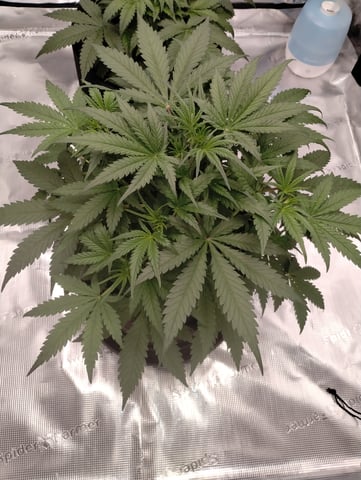 First grow — vegetative, day 33