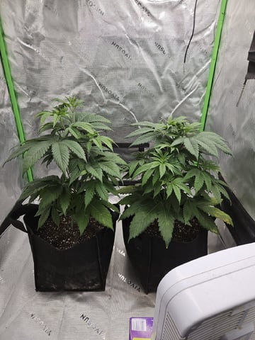 Bruce Banner #4  — vegetative, day 54