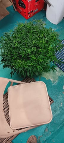 1st — vegetative, day 11