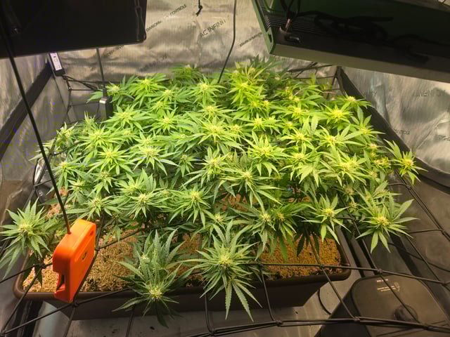 White rhino — flower, day 70