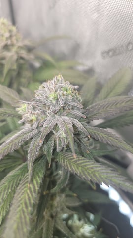 Strawberry Sugar  — flower, day 108