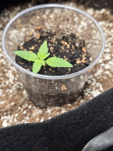 Indoor — seedling_rooting, day 26