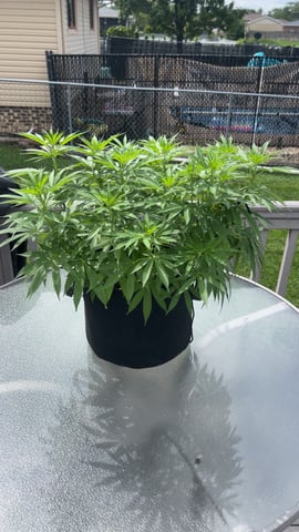 Wedding cake & Indoor Wedding Cake Clones — flower, day 12