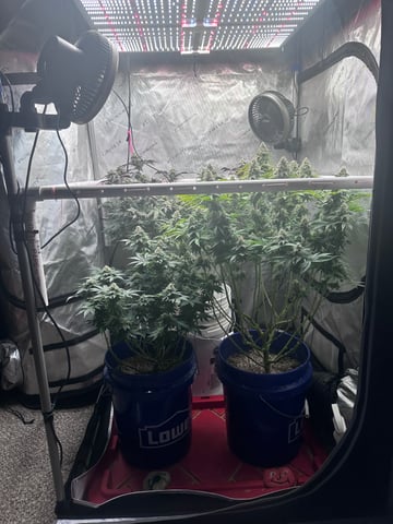 Grow#2 — flower, day 76