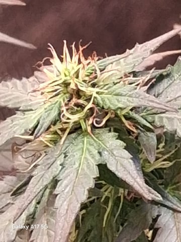 First Lagit Grow — done, day 53