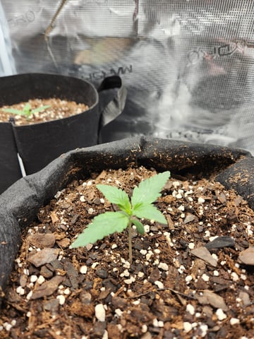 second grow — seedling_rooting, day 7