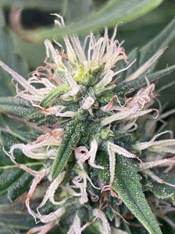 2nd Grow Ever — flower, day 51