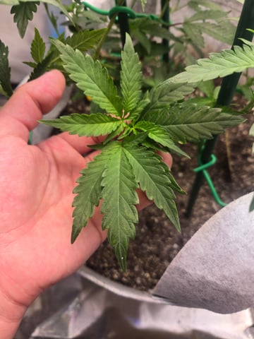 Looking for advice! — vegetative, day 33