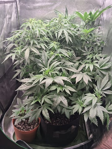 My Girls — flower, day 24