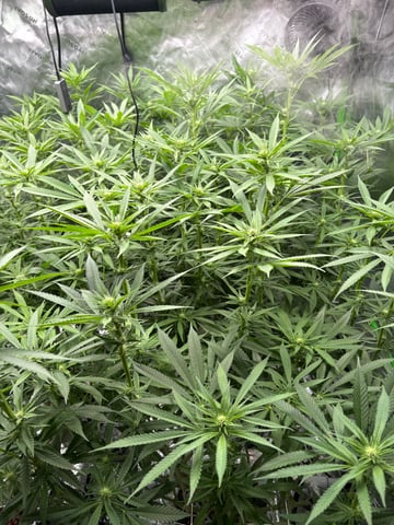 First Grow (Hydro) — flower, day 101