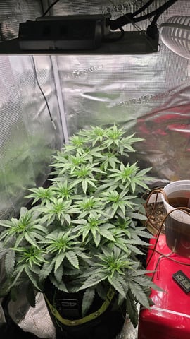 Blueberry Swirl — vegetative, day 32