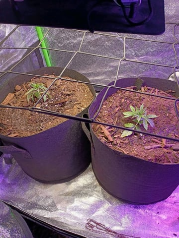 Purple Plum Perfect 💜 & 2 Grape Runtz 🍇 Mainlining garden.  — auto, day 76