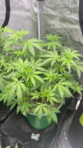 Rippleys OG Auto (Mephisto Genetics) 1st Attempt at Autos — vegetative, day 41