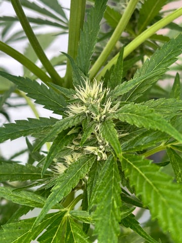 First ever grow — flower, day 65