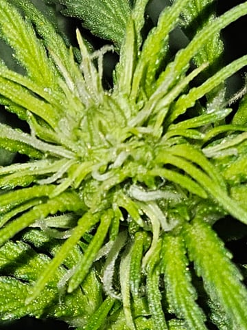 gary poppins — flower, day 53