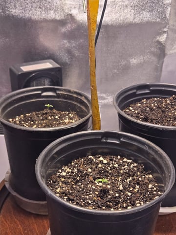 first grow second plant  — seedling_rooting, day 2