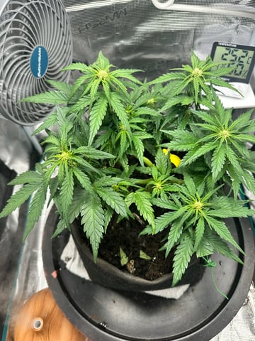 Auto Acid Auto — flower, day 4