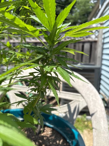 2nd grow  — flower, day 2