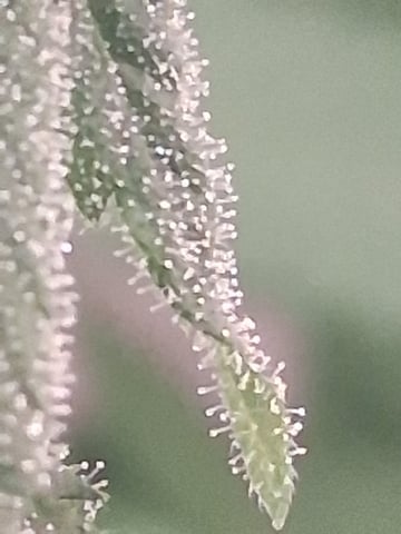 S&D  First Grow — flower, day 73
