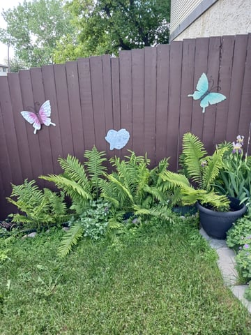 black gorilla feminized — flower, day 3