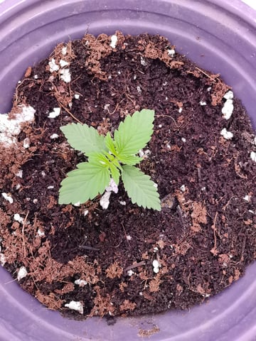 First grow in first set up — seedling_rooting, day 24