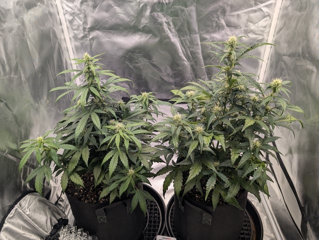 Steve's grow — flower, day 37