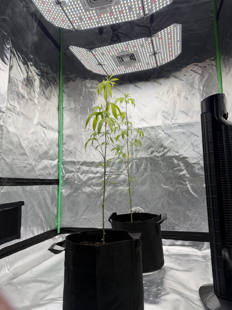 Strawberry OG (Ethos)