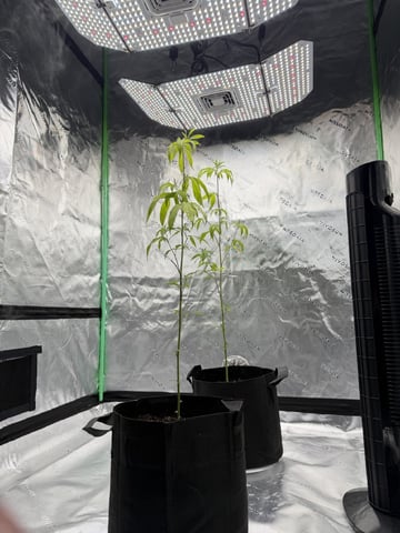 Strawberry OG (Ethos)