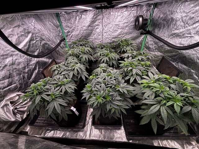 Pink Passion Fruit — vegetative, day 44