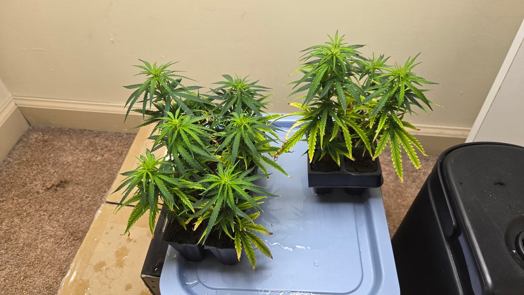 Blue Dream Clones