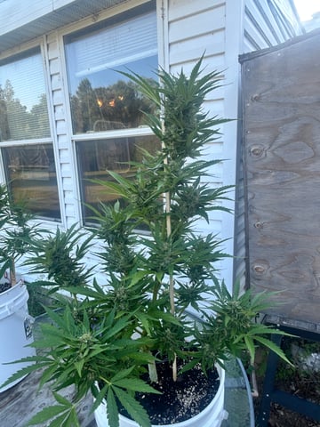 First ever grow — flower, day 76