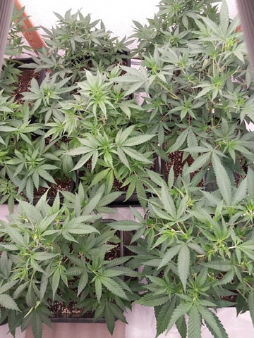 10x Critical Feminisiert from Ganjafarmerseeds  — vegetative, day 59