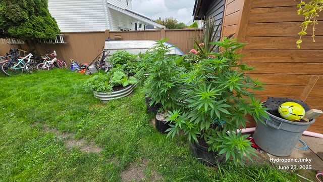 Canadian Summer Outdoor — vegetative, day 41