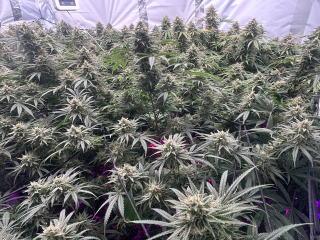 zunami s1 grounded genetics  — flower, day 81