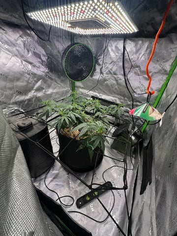 Pine (Auto) 2025 - 0 — flower, day 41