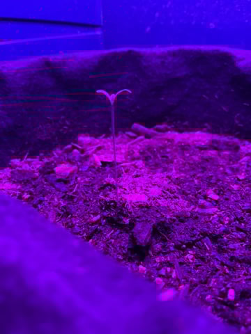 OG Kush Female  — germination, day 1