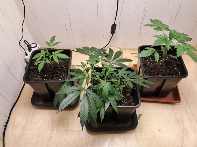 Gugugaga — grow_setup, day 2