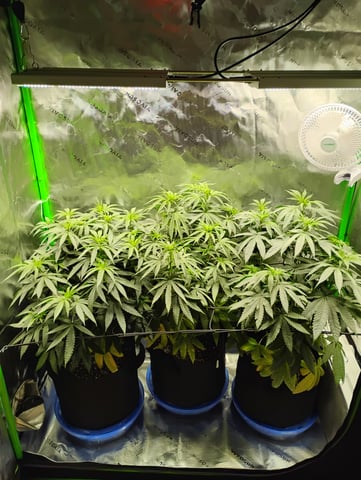 first indoor — grow_setup, day 2