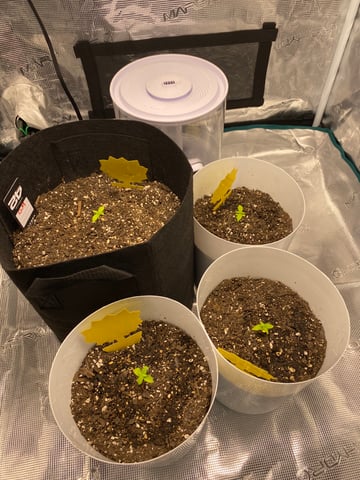 Gorilla Melon — seedling_rooting, day 22