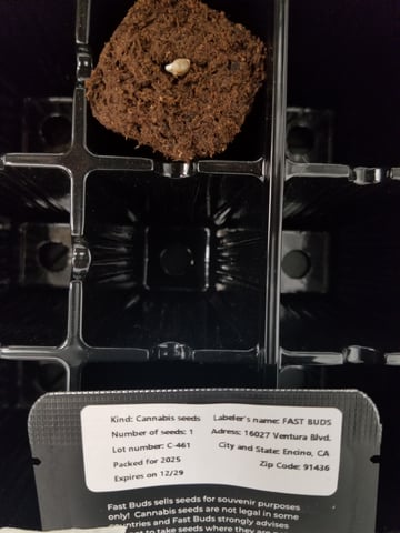 first grow — seedling_rooting, day 3
