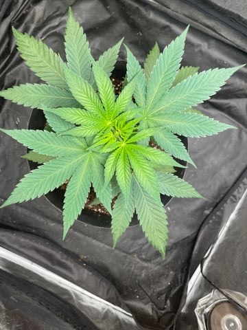 Blueberry — vegetative, day 38