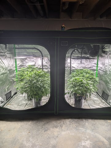 Acapulco Gold  — flower, day 68