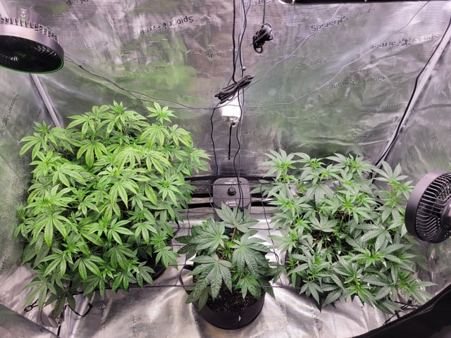 Grow — vegetative, day 33