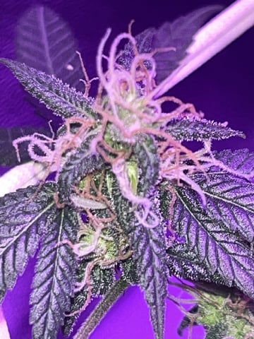 First attempt grow 😶‍🌫️ — flower, day 113